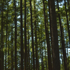 Trees (Prod. by Ben C)