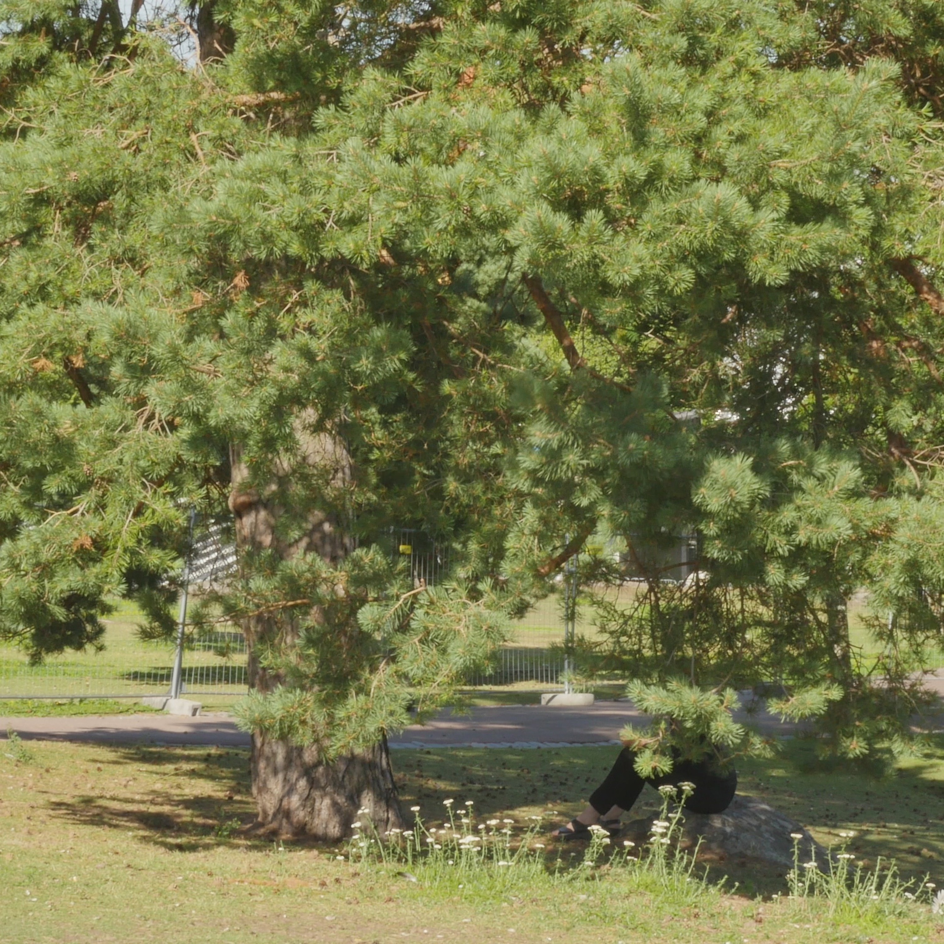 Pondering With A Pine In The Park - 13 episode artwork