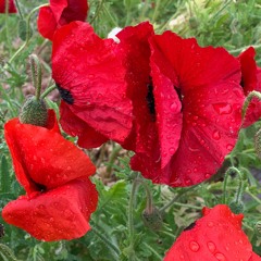 Morning Dew