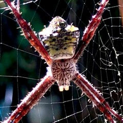 Rudimentary Reindeer