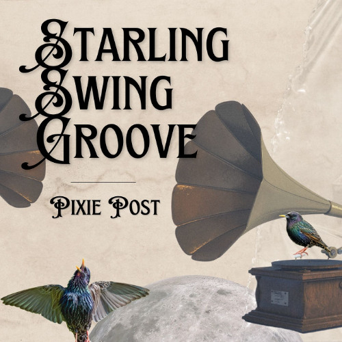 Starling Swing Groove