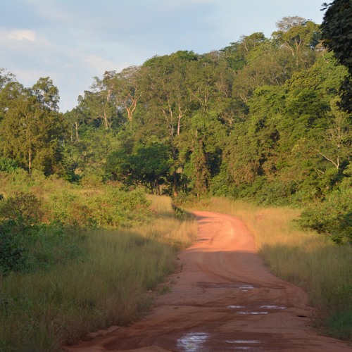 Elephant And Dung Beatle Duet