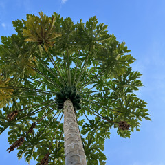 Gaumah Miadhu Ali Kolli