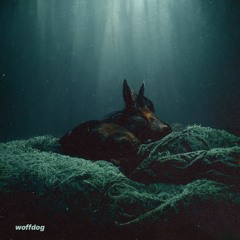 in my dreams there was a dog sleeping underwater
