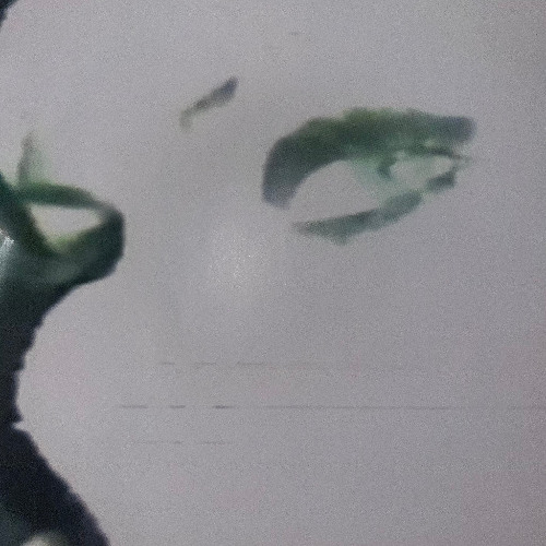 Pariah (Pervert Mix)