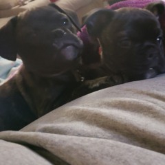 ! _ >  - ?♡? .  —


✧ . , ° ( -д-)