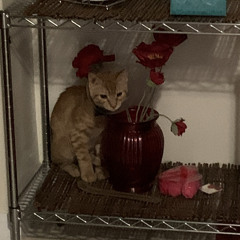 send a blitz prod. z3nnyq