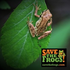 SAVE THE FROGS! Poetry Recital