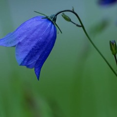 Bonefinger