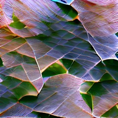 Leaves