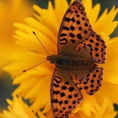 Butterflies (2024)