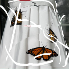 milkweed