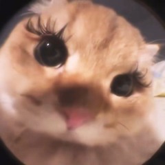 野良猫 / Elle Teresa