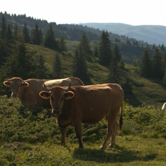 Amsterdam Pls / AMSTER-DAMN