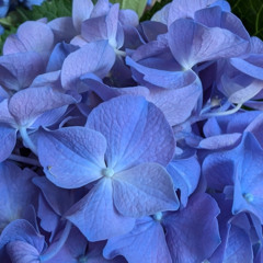 1625 Dedale en écho et Labyrinthe Réverbéré 26 juin 2025 Master