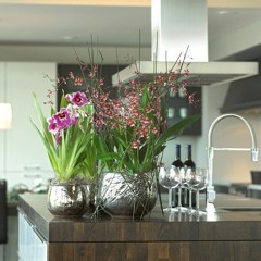 Morph _ Orchidee < Nachts in der Küche_2012 >
