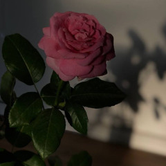 pink rose pink rose