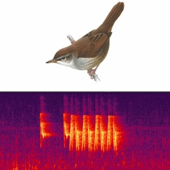 setkání s cetií (paleochora, kréta) / encounter with cetti's warbler (paleochora, crete)