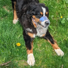 Dog Muzzles for Reactive Dogs: A Practical Guide