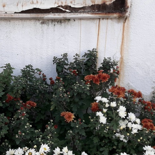 Stream lana del rey - born to die (piano+vocal cover) by 벌레 | Listen