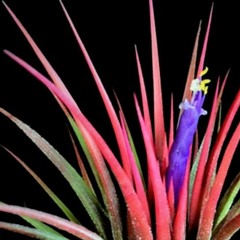 Tillandsia