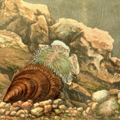 The Habitats Suite — IV. Seabed