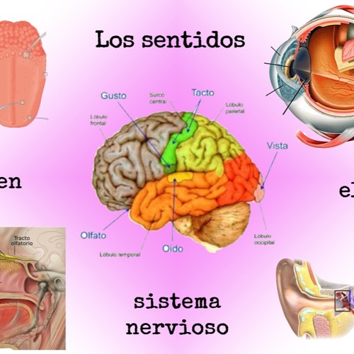 Stream Los sentidos en el sistema nervioso (imagen interactiva) by Sol ...