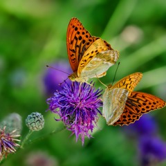 Opus Lepidopterae