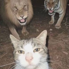 Where U At x De Em Roi Xa 🎈