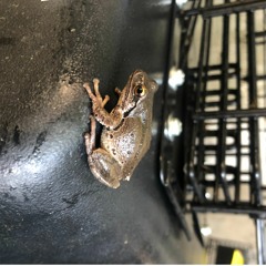 The Gold (Cover) Ft. Emma Harner