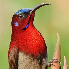 Xtatik Sunbird Dj Set - 2023 (Demo)