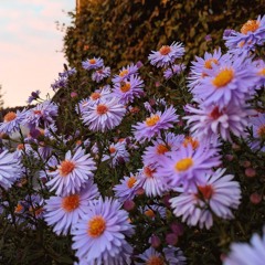 Whistling in the Wind