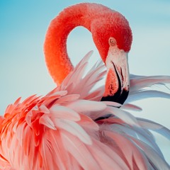 Flamingo Suite/Prod. Awbskure Beats