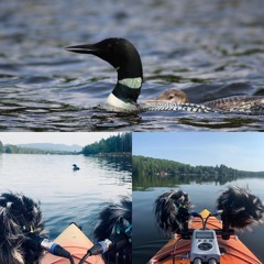 Loon Calls