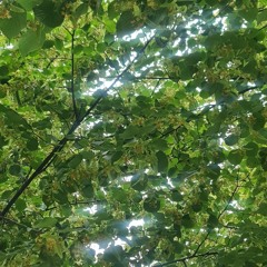 В стакане(собачий lie cover)