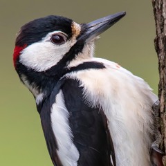 Great Spotted Woodpeckers At Dawn - MixPre - 6237