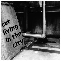 cat living in the city
