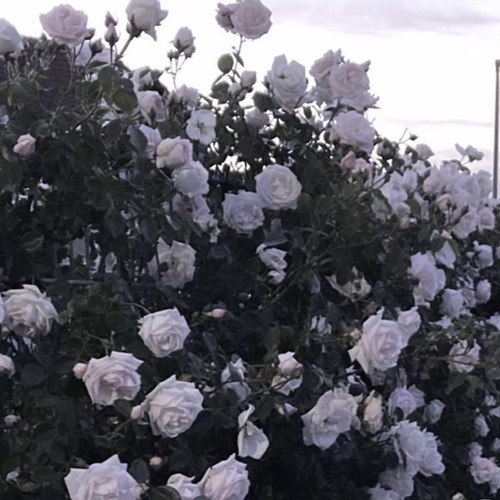 蜜月アン・ドゥ・トロワ (piano)