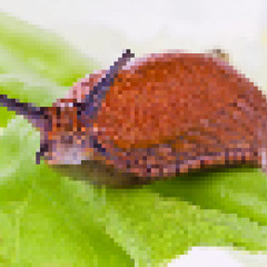 slugs (xangang)