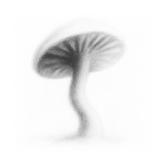 Mycena