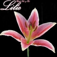BUTLA SOLO X TED - LILIE