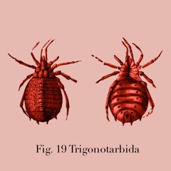 Trigonotarbida