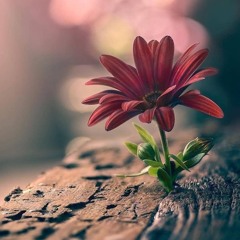 موسيقى يوقا هادئة