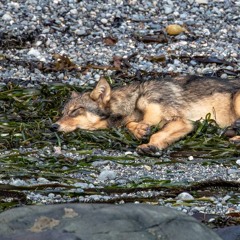 🌊🐺 coastal wolf vibes 🐺🌊