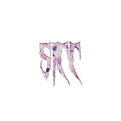 Sicc