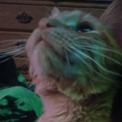 The_cat_is_gone