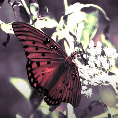 Chrysalis