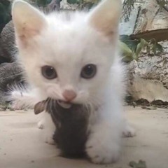Dancing Cats - Go, Kitty, Go! + Nightcore