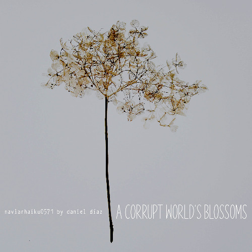 a corrupt world's blossoms (naviarhaiku571)