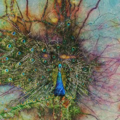 ----Yinas Diuqil 4 Cilach-----